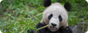 Panda assidu